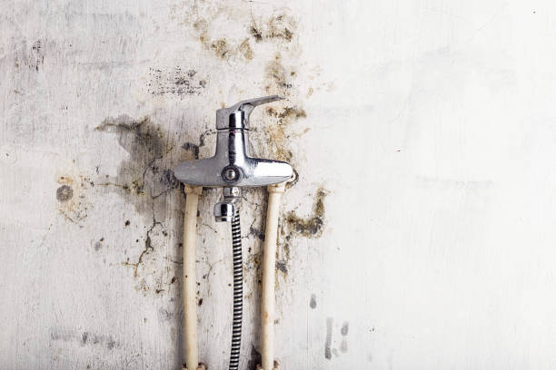 Professional Mold Remediation in Florence, KY